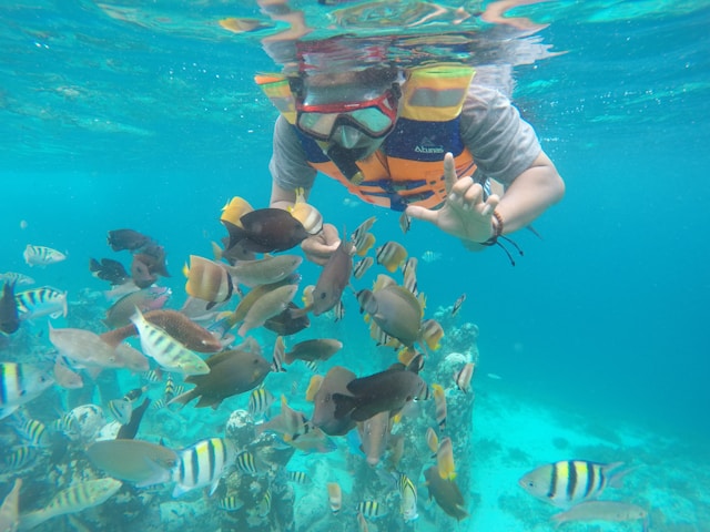 A person snorkeling around a school of fish